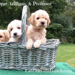 Labradoodle Ranch breeder of Labradoodle