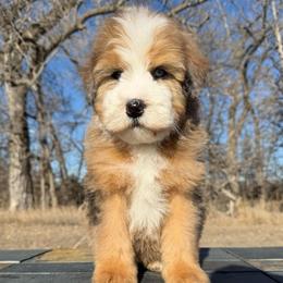 Chocolate Merle Girl 1 - Chocolate merle female Bernedoodle puppy in Sioux Falls, South Dakota from WhiskeyCreek Doodles