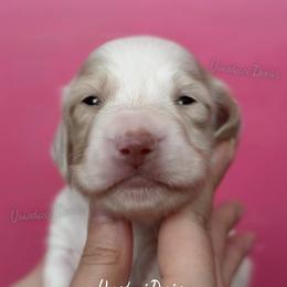 Malibu Ken - Cream male Dachshund puppy in Chandler, Arizona from Vonaducci Doxies, LLC.