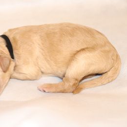 Goldendoodle Puppies from Davis Doodles