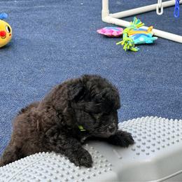 TBA - Black male Pumi puppy in Delhi, New York from Catskill Pumi