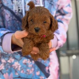 Phoebe - Red  female Goldendoodle puppy in Cedar City, Utah from Precious Paws Ranch