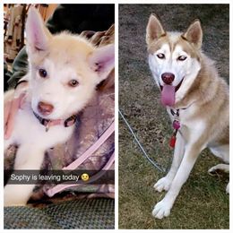 Siberian Husky Puppies from Dixie's Siberians