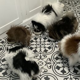 Pomeranians from My Heart Pomeranians