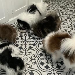 Pomeranians from My Heart Pomeranians