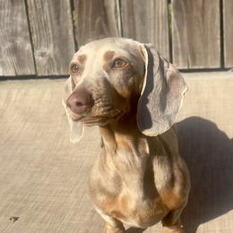 Ash - Fawn (isabella) and tan female Dachshund puppy in Sacramento, California from MiniDoxPups