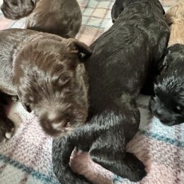 Bernedoodle, Cockapoo, and Goldendoodle Puppies from Avery Doodle Day LLC