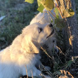 Golden Retriever Puppies from Brightside Goldens