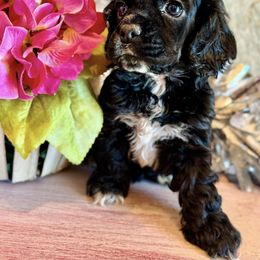 Cocker Spaniel Puppies from Priceless Pups