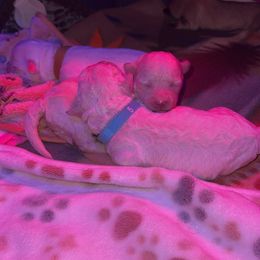 Maltipoo Puppies from JJR Doggie World LLC