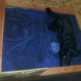 German Shepherd Puppies from KVA Shepherds