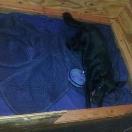 German Shepherd Puppies from KVA Shepherds