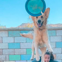 Golden Retrievers from Growing Up Goldens