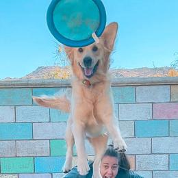 Golden Retrievers from Growing Up Goldens