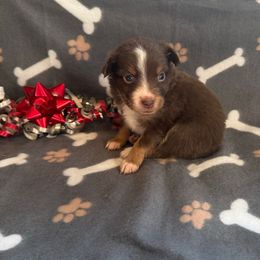 Boy 4 - Red tri male Miniature Australian Shepherd puppy in Ellsworth, Kansas from Flying H Mini Aussies