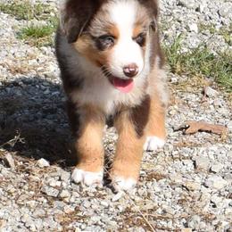 Striker - Red merle male Australian Shepherd puppy in Falcon, Missouri from www.maubachranch.com