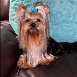 Yorkshire Terrier All Grown Up from Yorkies of Western Michigan