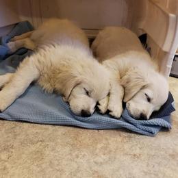 Golden Retrievers from Forever-a-Friend