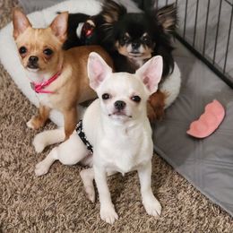 Chihuahua Puppies from Jamie's Chihuahuas