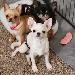 Chihuahua Puppies from Jamie's Chihuahuas