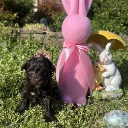 Bambi - Brown female Schnoodle puppy in Quitman, Texas from Wright Doodles