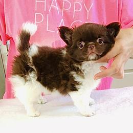 Beauty 9980( chocolate white) - Chocolate and white female Chihuahua puppy in Santa Rosa Beach, Florida from Eva's Chihuahua