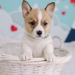 Green collar - Pembroke Welsh Corgi puppy in Bakersfield, California from The Corgi Flavored Dogs