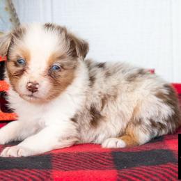 Summit - Red merle male Australian Shepherd puppy in Granbury, Texas from Texas Miniature Aussies