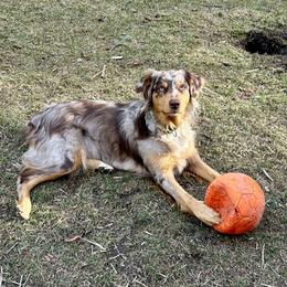 Calypso - Australian Shepherd