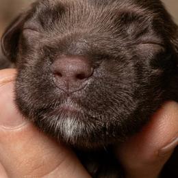 Nutmeg - Brown and white female Cocker Spaniel puppy in Memphis, Tennessee from Cordova Cockers