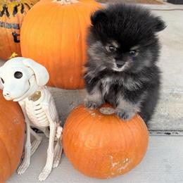 Smokey - Black and tan male Pomeranian puppy in Rockwall, Texas from MAK Poms