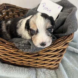 Rosie - Blue merle female Miniature Australian Shepherd puppy in Mt Juliet, Tennessee from J&J Harmony Acres