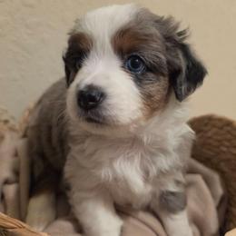 Rayne - Blue merle female Miniature American Shepherd puppy in Bristol, Tennessee from Riverstone Aussies
