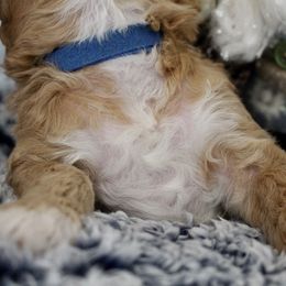 Bernedoodle, Goldendoodle, and Poodle Puppies from Raintree Standard Poodles & Mini Doodles