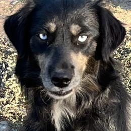 Dutton - Miniature Australian Shepherd