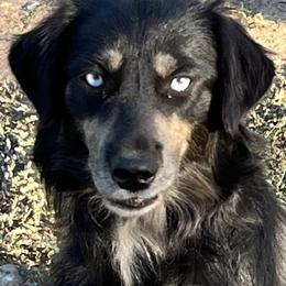 Dutton - Miniature Australian Shepherd
