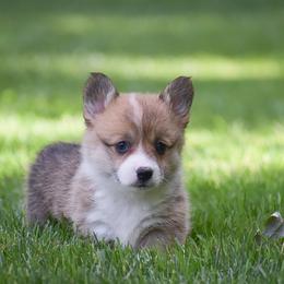 Emmy - Red female Pembroke Welsh Corgi puppy in Morgantown, Pennsylvania from GoldStar Corgis (License Number 18519)