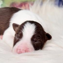 Border Collie Puppies from Borderline Kennels