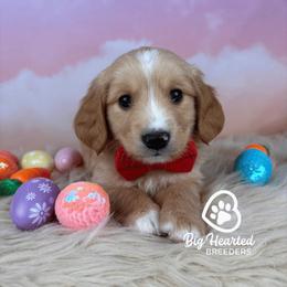 Rome - Cream male Companion Cross puppy in Utah County, Utah from Big Hearted Breeders