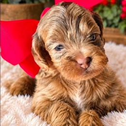 Myrtle - Brown white and tan female Cockapoo puppy in Delphos, Ohio from Route 66 Puppies