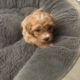 Rose - Champagne female Maltipoo puppy in Hudson, Indiana from A&G Maltipoos