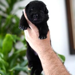 Knox - Black male German Shepherd puppy in Coarsegold, California from Yosemite Shepherds