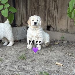 Miss Purple - Light golden female Golden Retriever puppy in Carmichael, California from Sadie Lane Family Goldens