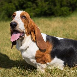Clyde - Basset Hound