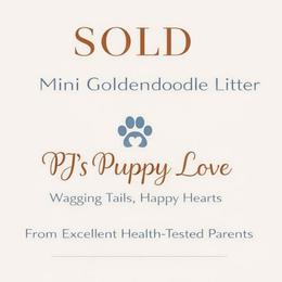 Peter Pan - Cream male Goldendoodle puppy in Bountiful, Utah from PJs Puppy Love