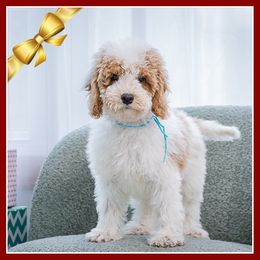 Eugene - Red and white male Cockapoo puppy in Connersville, Indiana from Deaz Doodle Ranch