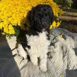 Zeta - Parti female Poodle puppy in Troy, New Hampshire from SP Standard Poodles