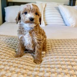 Grey Collar puppy - Red  male Goldendoodle puppy in Newcastle, Oklahoma from Ritzy Creek Doodles