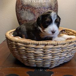 Winterberry - Tri-color female Bernedoodle puppy in Cambridge, Minnesota from Country Meadow Doodles
