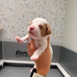 Oki Blue Collar Girl - Blenheim female Cavapoo puppy in Pleasant Grove, Utah from Destination Doodles